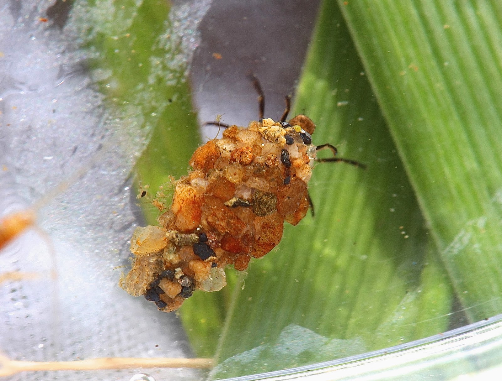 Aquatic Insects of Central Virginia The Uenoid caddisfly season begins
