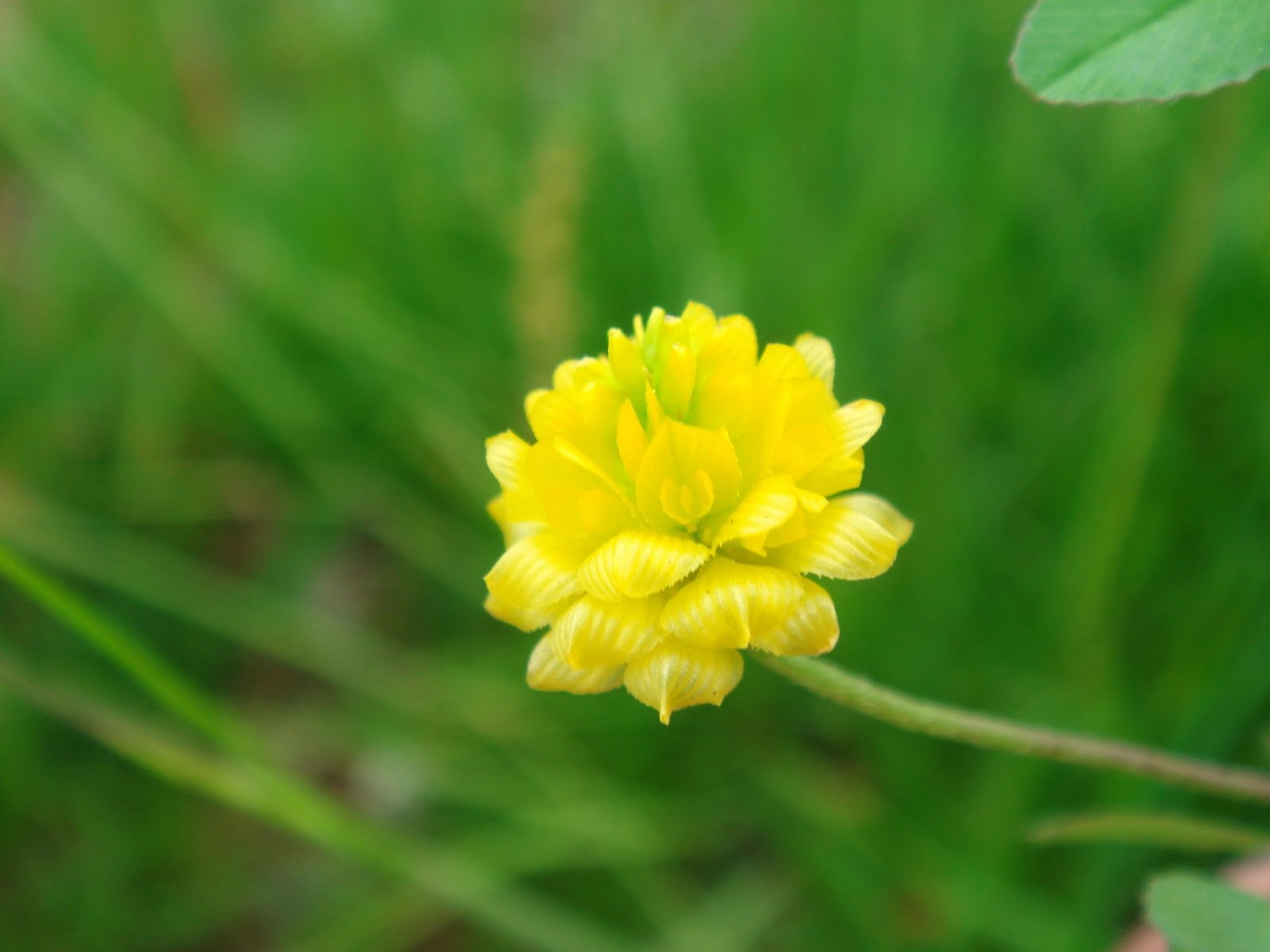 Papilionaceae