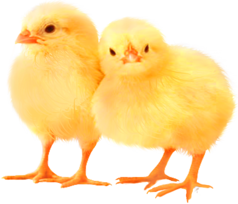 Baby Chickens PNG Images for Create Picture - Top 10 ...