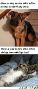 Dog vs Cat funny pictures. at 4:12 AM