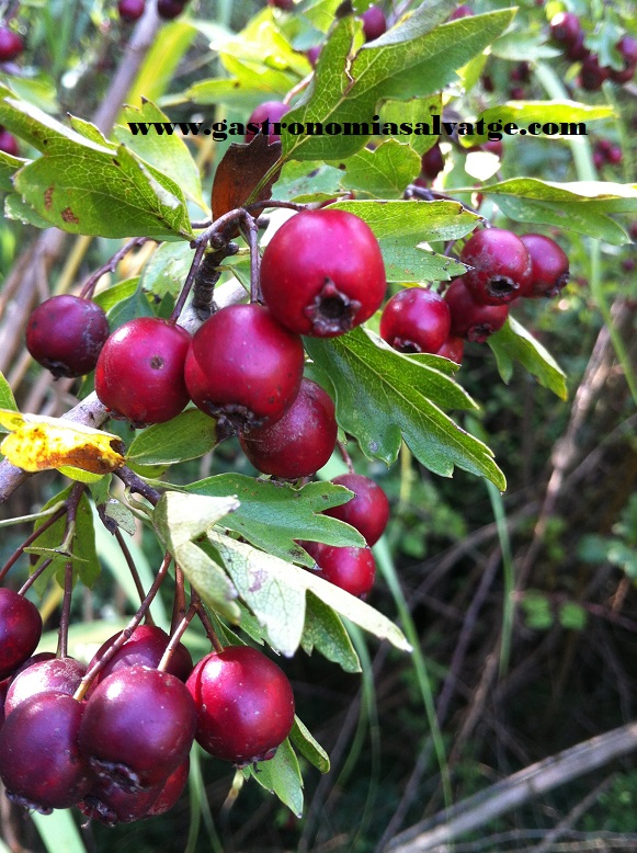 Gastronomia Salvatge i Cuina Silvestre: Fruits vermells d'estiu: Cireres  d'arç