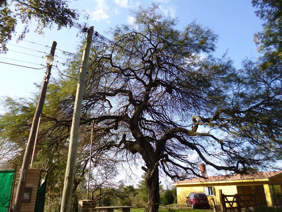 Mr Bean Mrs Lentil & their tiny peas Anisacate's carob trees