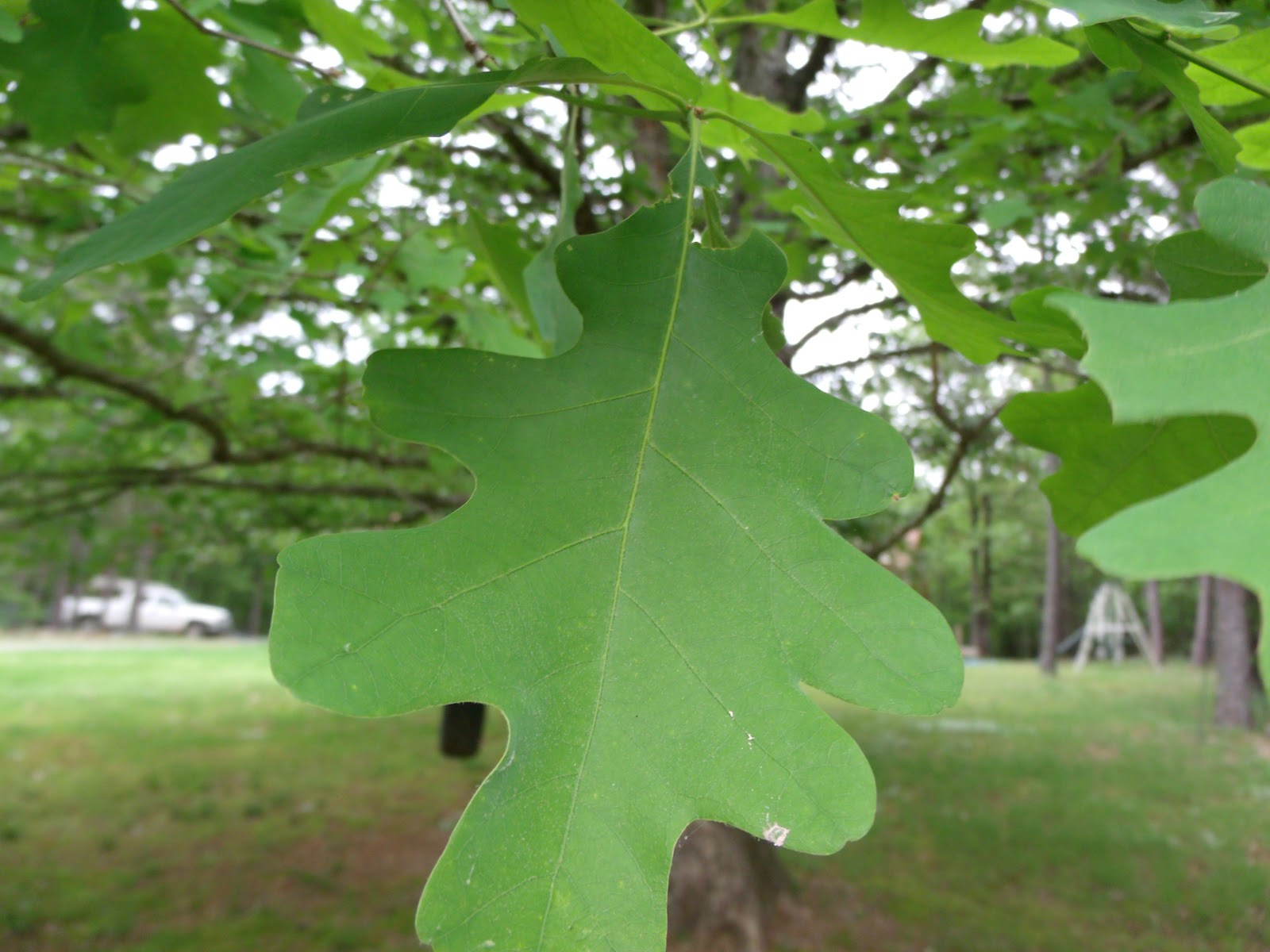 Bio Project 44 White Oak Tree Taxonomy