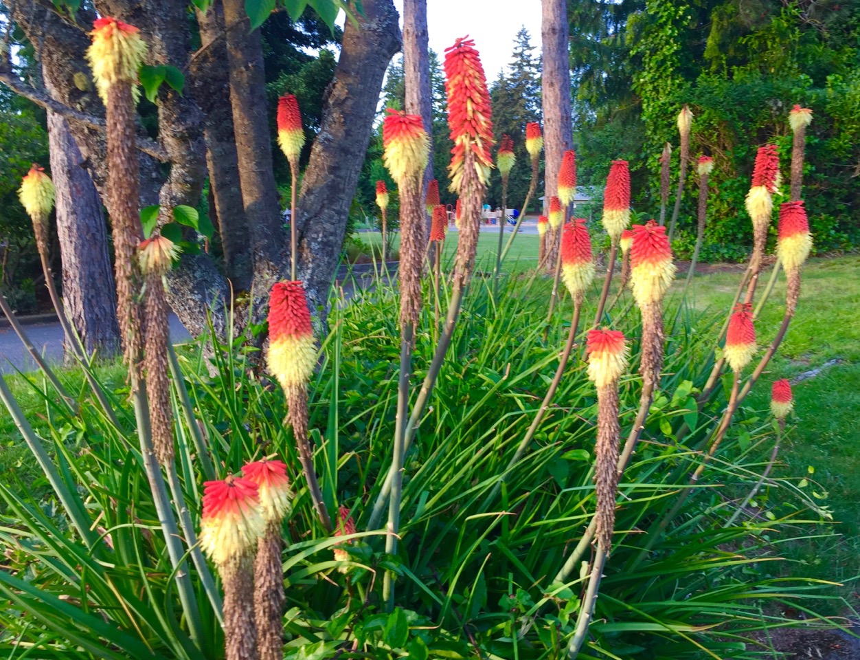 Shoreline Area News Photos Indian Paint Brush