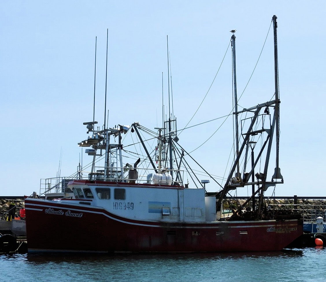 LOAFin AROUND and KANOE TRIPPING Spotting a Rare Bird on Grand Manan
