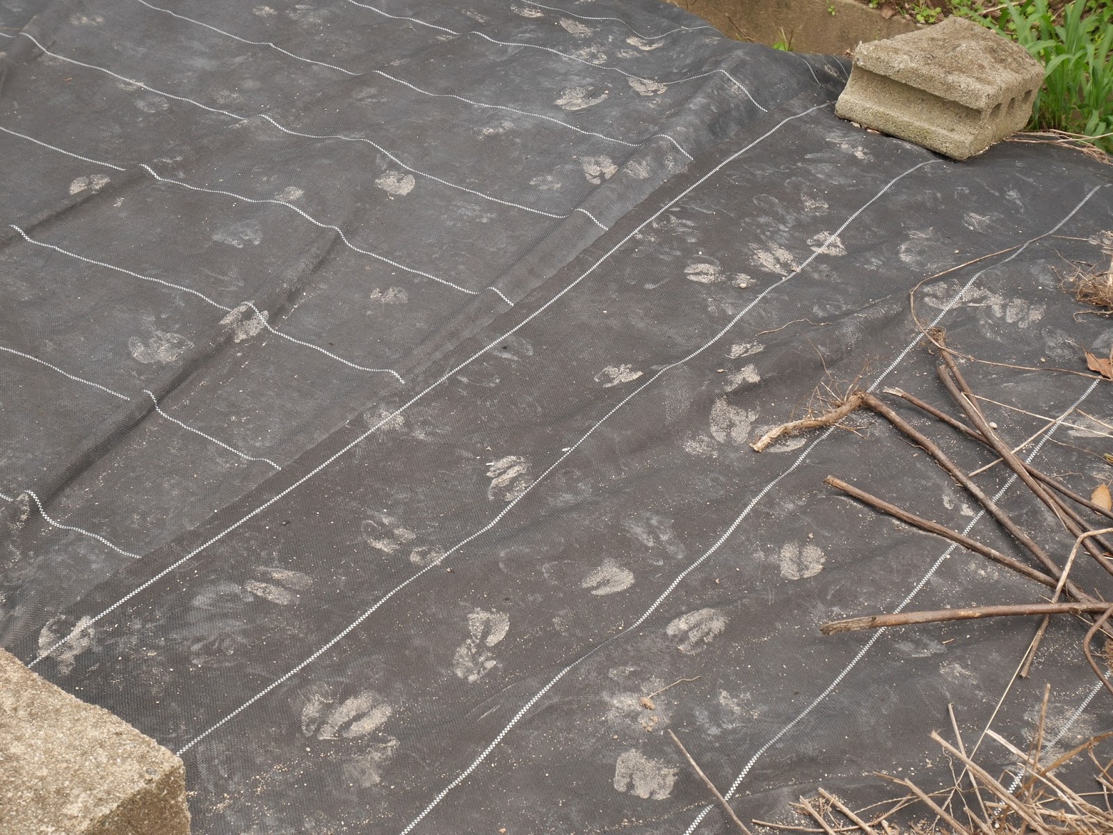 活性炭を正しい方法で使用していますか?