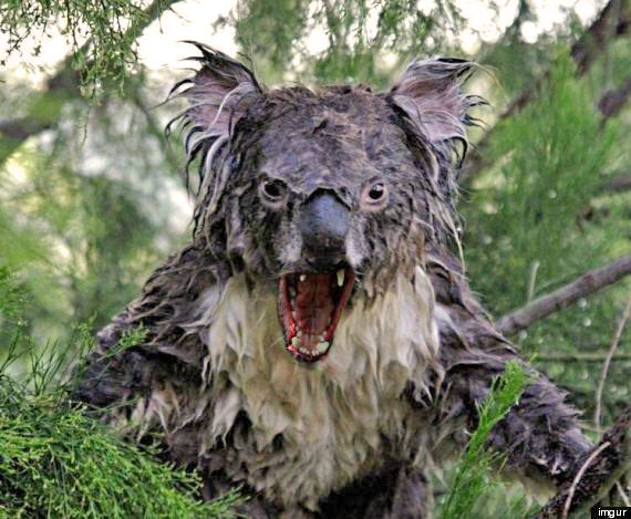 wet+koala.jpg