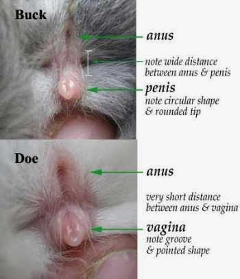 Pictures On How To Tell Male And Female Rabbits 113