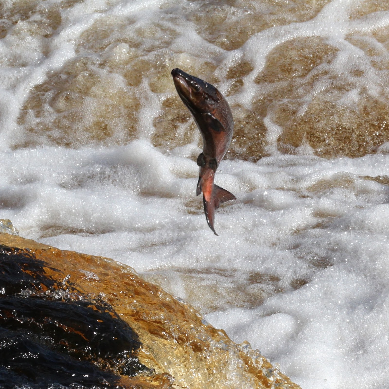 TrogTrogBlog Leaping salmon at Hexham weir