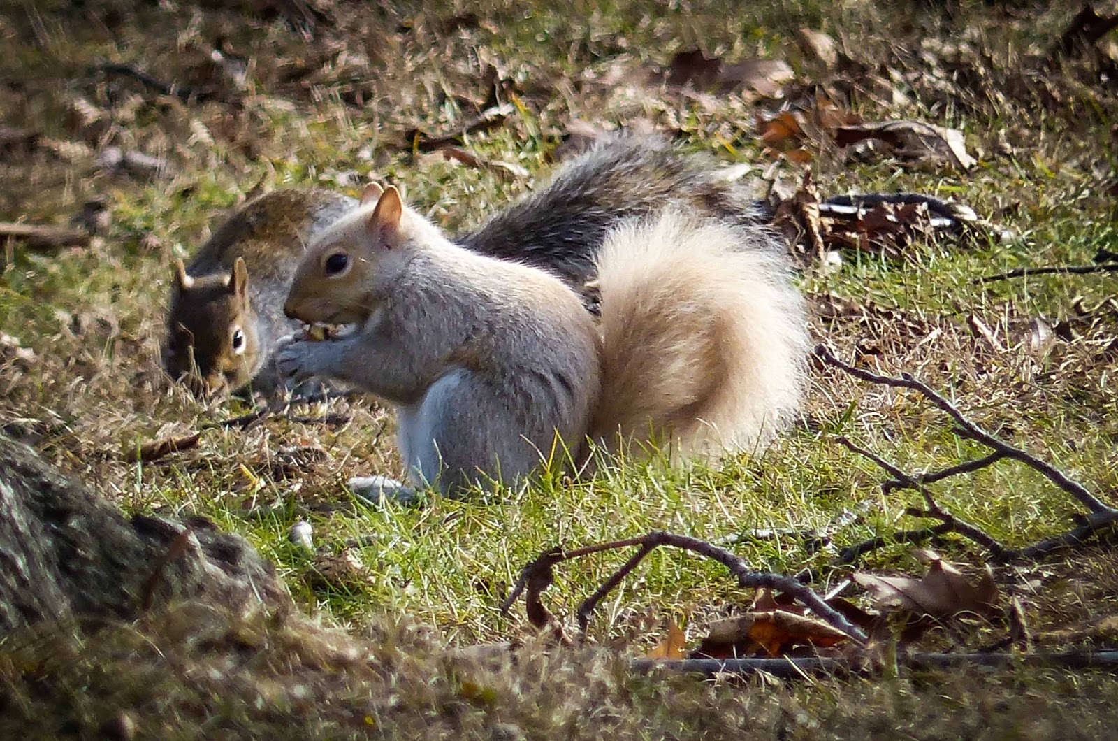 Gale's Photo and Birding Blog Blond Squirrel
