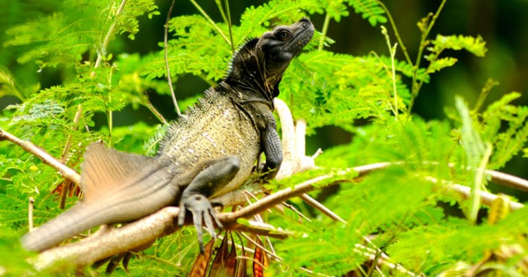 Soa Soa Layar Miniatur Dinosaurus Yang Dilindungi Buton Salah Satu Wilayah Sebarannya