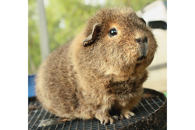 Teddy Guinea Pig Breed