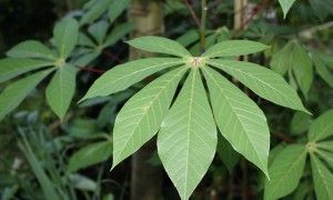 Cara menghilangkan bau badan dengan daun singkong