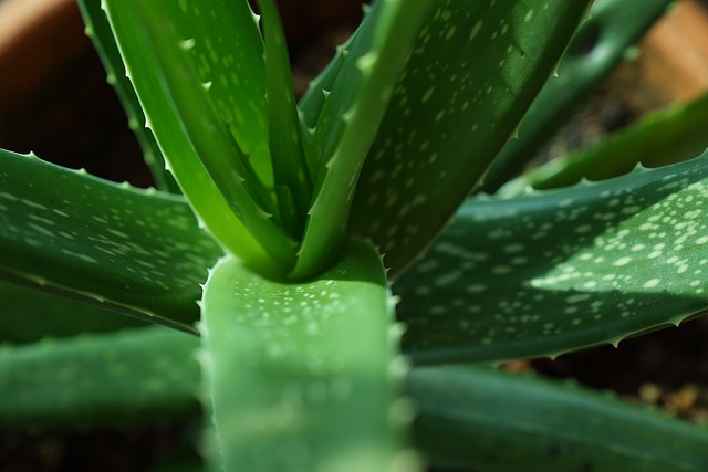Find Out The Benefits of Aloe Vera