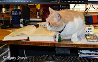 Webster the cat on a desk