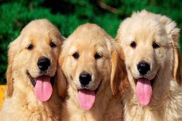 Ansor Gemaharjo Hukum Jilatan Anjing