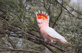 Richard Waring's Birds of Australia: How good is Bird Watching in ...