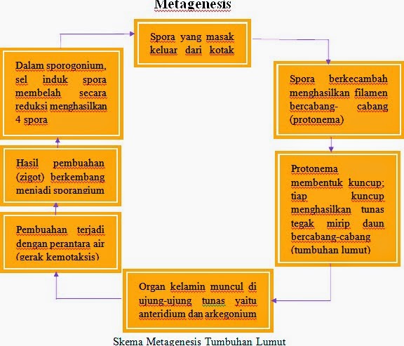 Tumbuhan Lumut Bryophyta Bagian Bagian Struktur Lumut Fungsi Jenis Tumbuhan Lumut Beserta Gambarnya