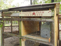 chicken inexpensive coop patience smashing hatching unknown egg everything key