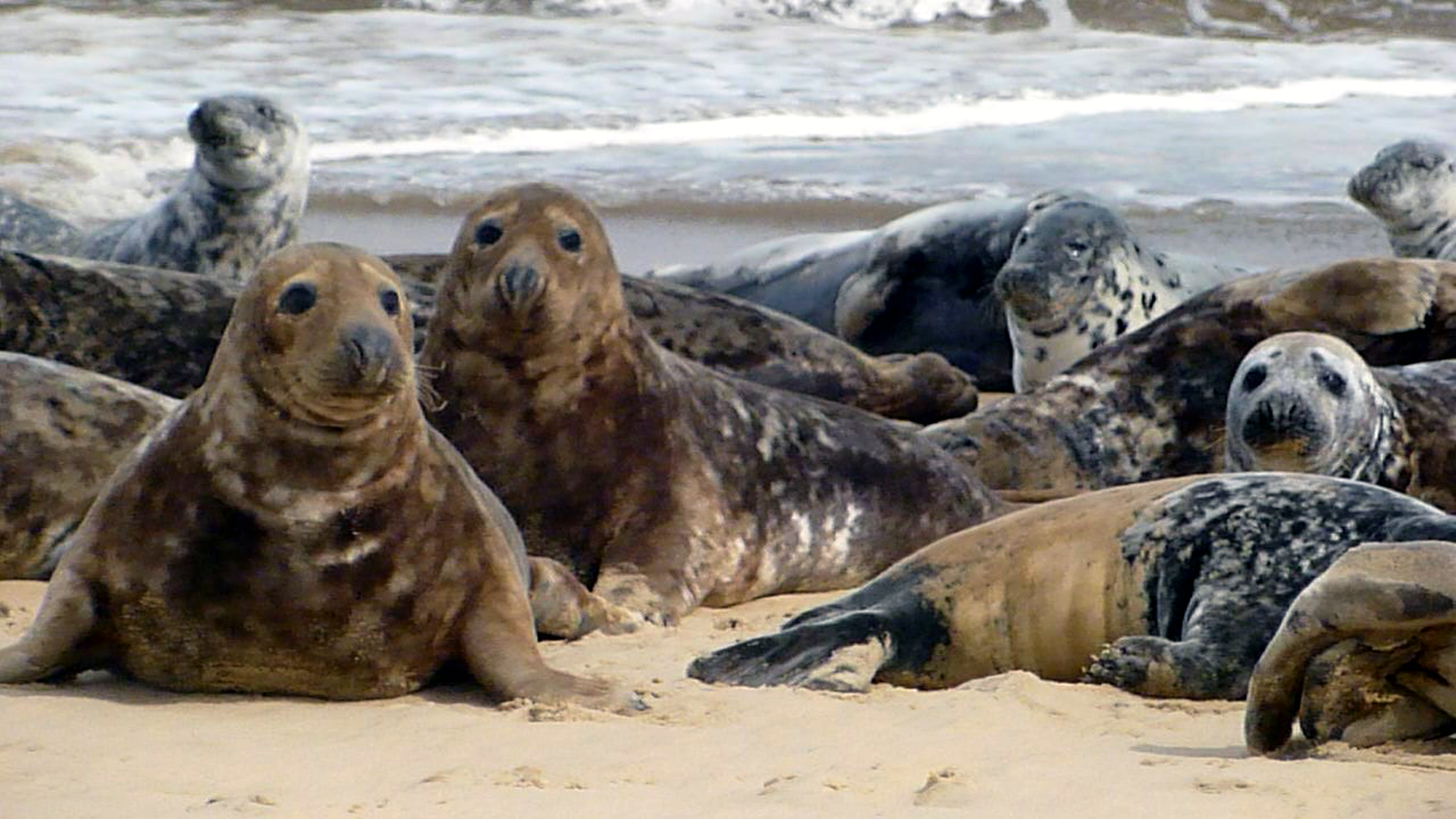 Cabine du Jardin deux The Grey Seal Colony at Horsey Gap Norfolk UK
