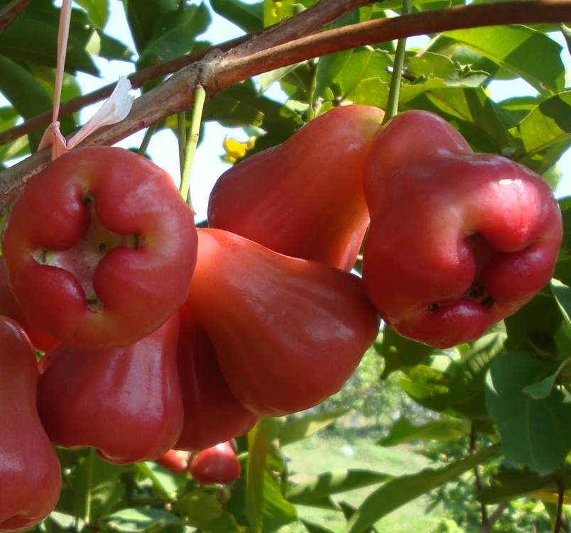 Manfaat Buah ; Jambu Air Sebagai Peningkat Kesuburan Pria dan Menjaga