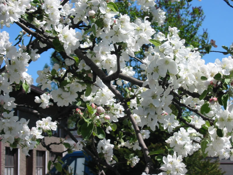 Flower Photos: March 2012