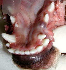 How Many Teeth Does A Small Dog Have How Many Teeth Does A Small Dog Have