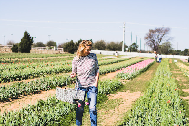 Tulip Farm