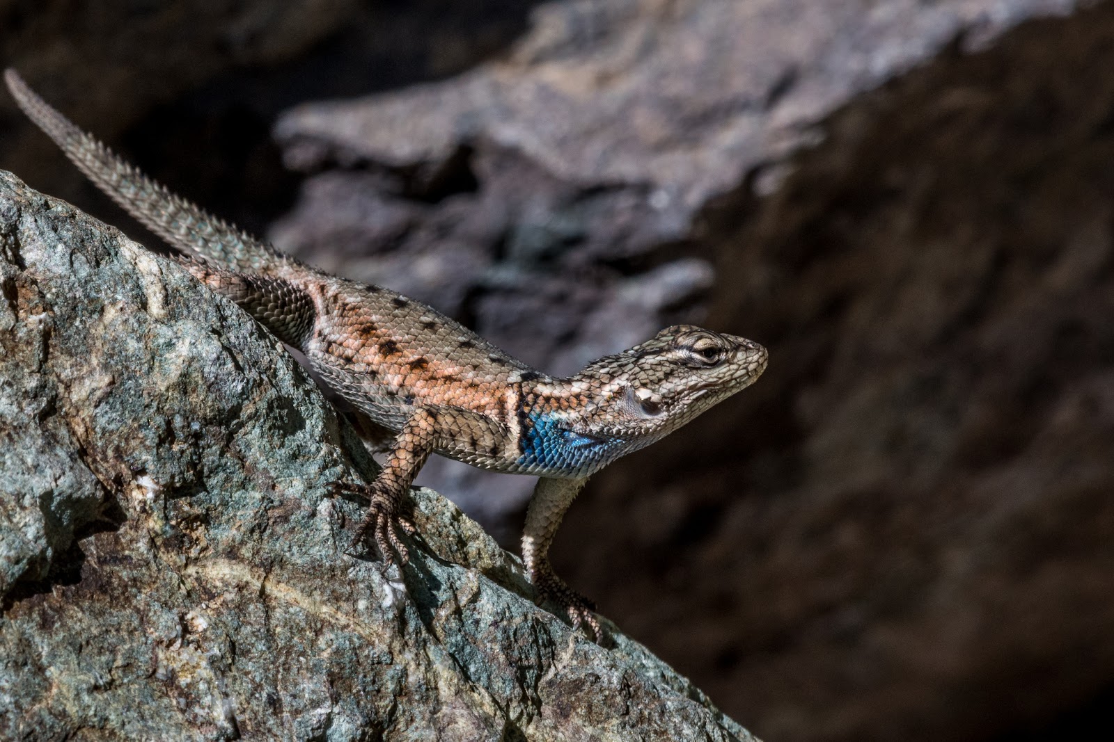 NeoVista Birds and Wildlife Arizona Feathers, Scales, Tails, Shells