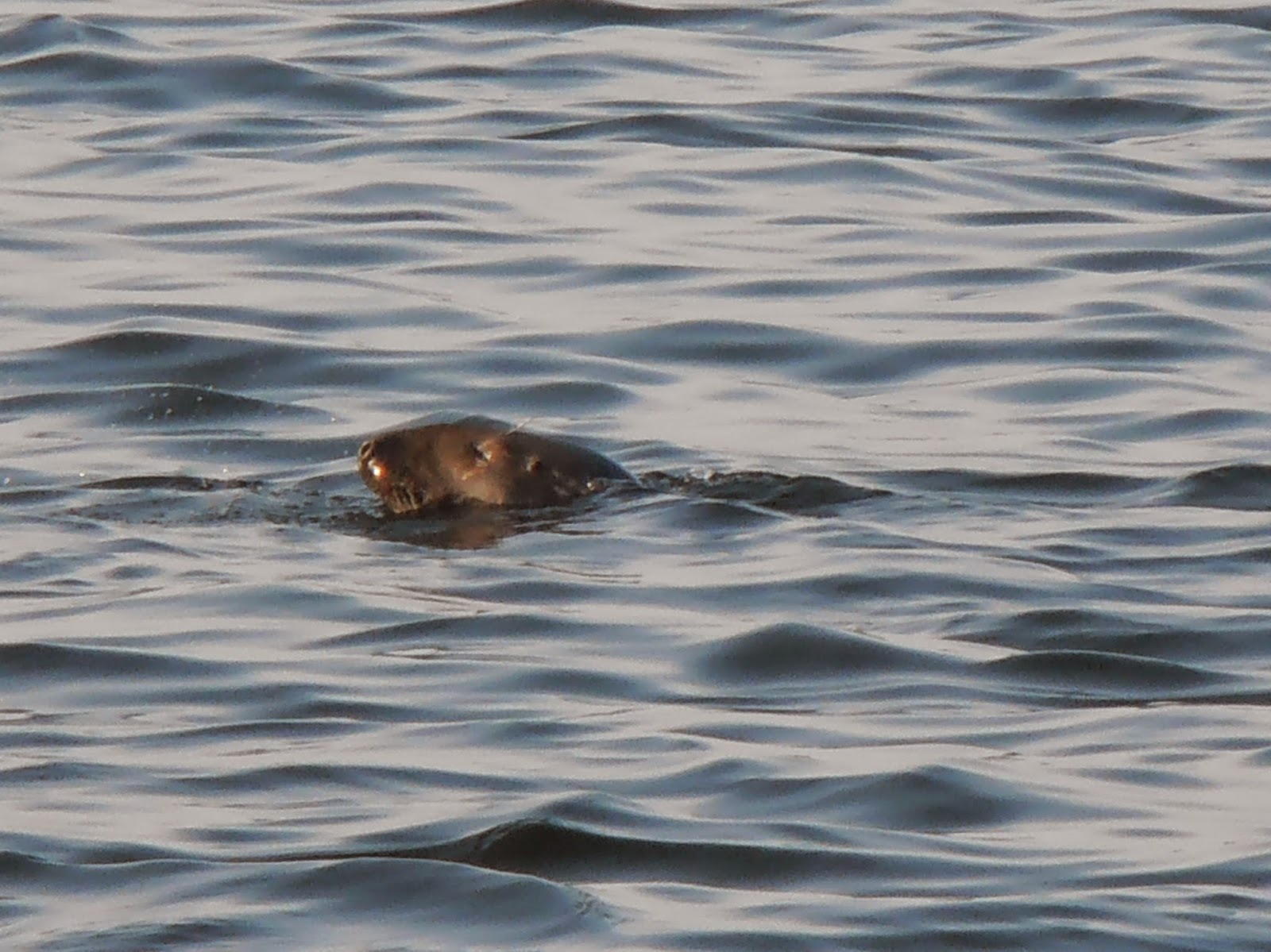 part II, Traveling Light Sights of Maine harbor seals