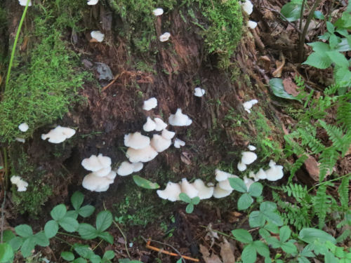  white mushroom