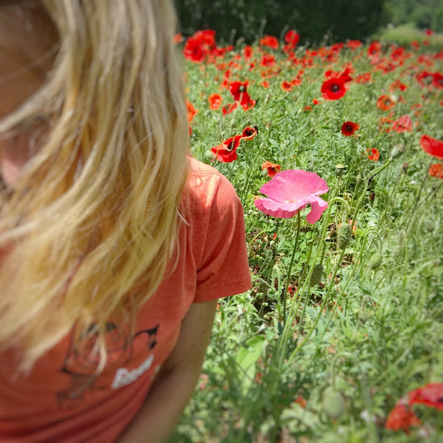 In a Red Poppy Field I am the Pink Poppy