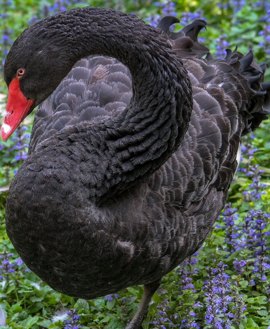 Picture of a black swan up close.
