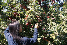 Linvilla Orchard, Media PA, Fall 2010