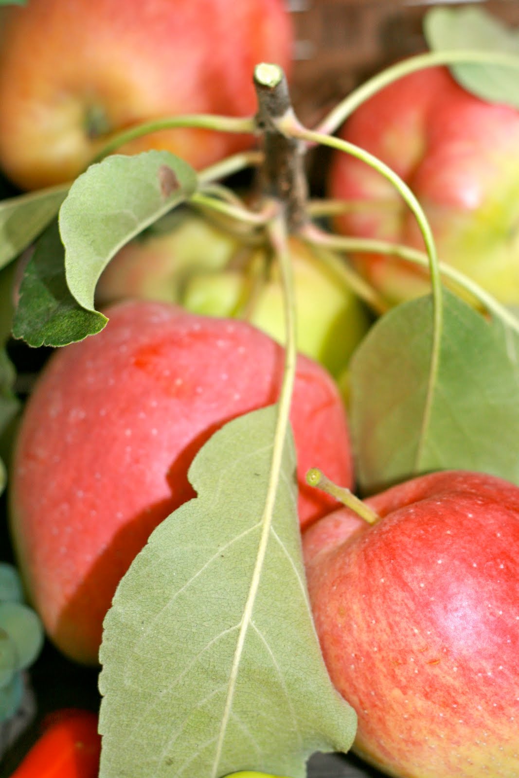 The Polished Pebble Flowers and Friends