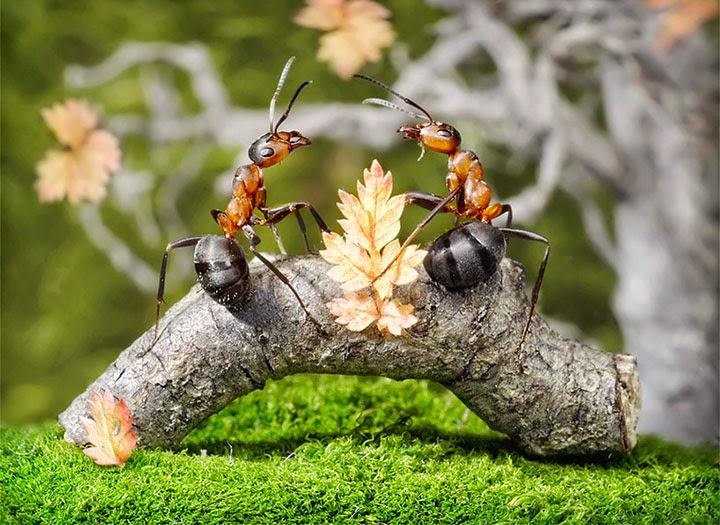 النمل الابيض