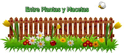 Entre plantas y macetas