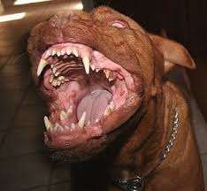 Pitbull violento Clearance