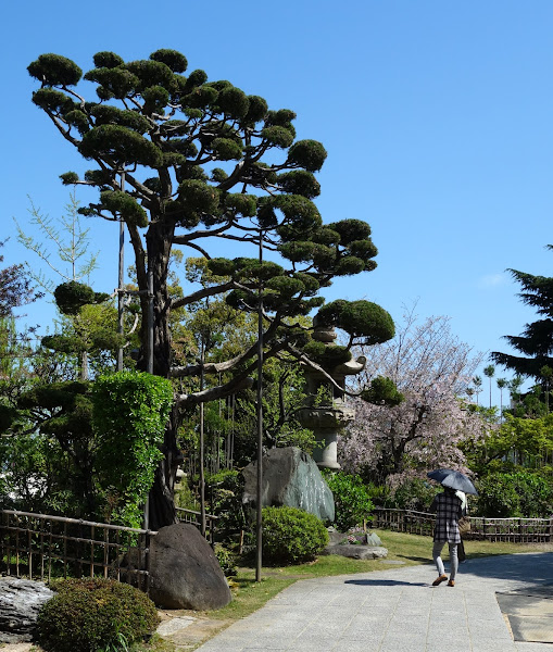 庭園の松