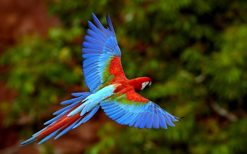 Famous Concept 46+ Beautiful Colorful Birds Pictures