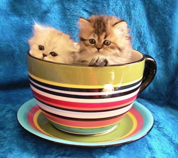 Cute Kawaii Animal Teacup Kittens The World's Smallest Kitten