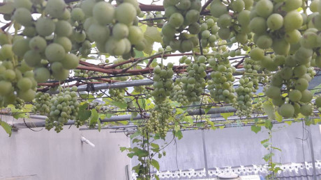 Chuyen la Viet Nam: Gian nho Phap triu qua tren san thuong - Anh 6