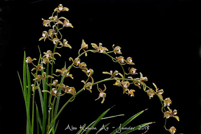 Cymbidium erythraeum orchid plant care and culture