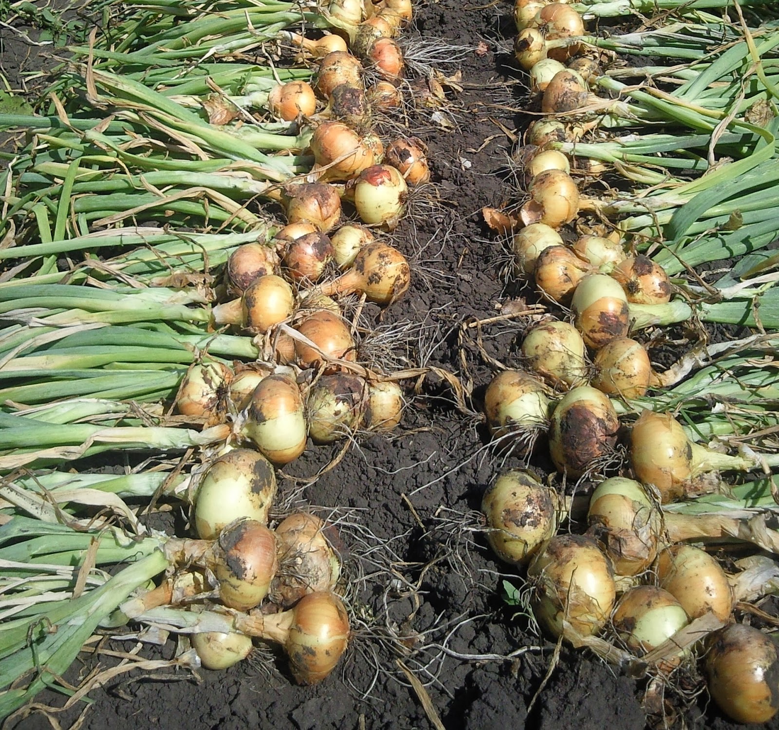 Луков день Луков день