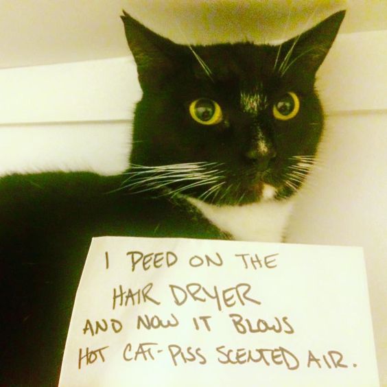 Cat Shaming I Peed On The Hair Dryer My Crazy Email