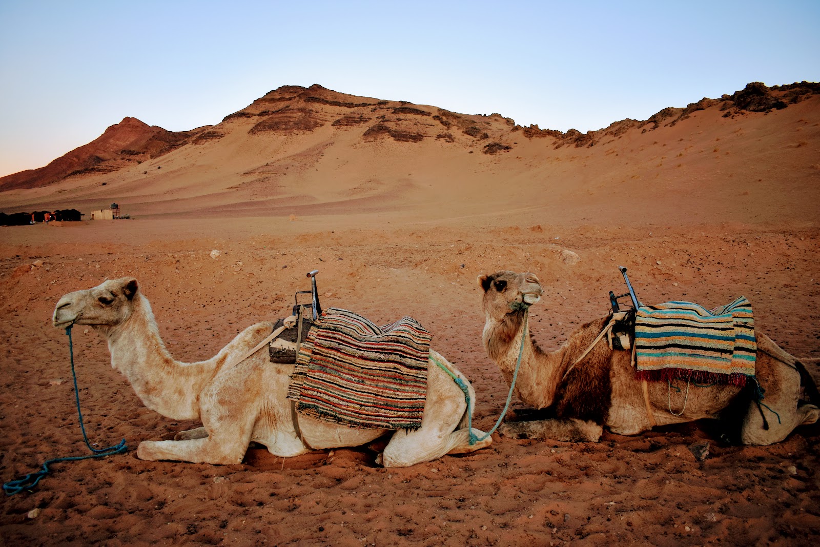 Camellos recostados en el desierto de Marruecos - foto de Condensed Earth