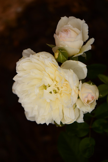 "The Generous Gardener" rose, David Austin rose, English rose