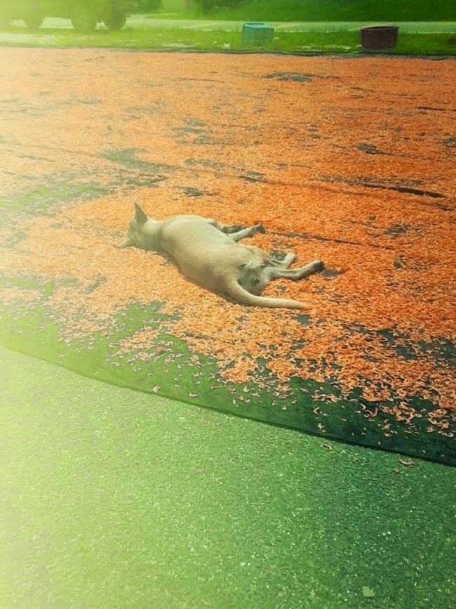  Gambar  Jemuran  Udang Kering  Dibaringi Anjing Di Negeri X 