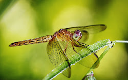 dragonfly wallpapers backgrounds tag