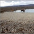 MEIO AMBIENTE / Milhares de peixes morrem na Lagoa de Itaparica em Xique-Xique: Vídeo